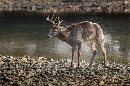 Deer animal wildlife photo