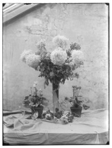 Bloemen en planten Jacob Olie (max res)