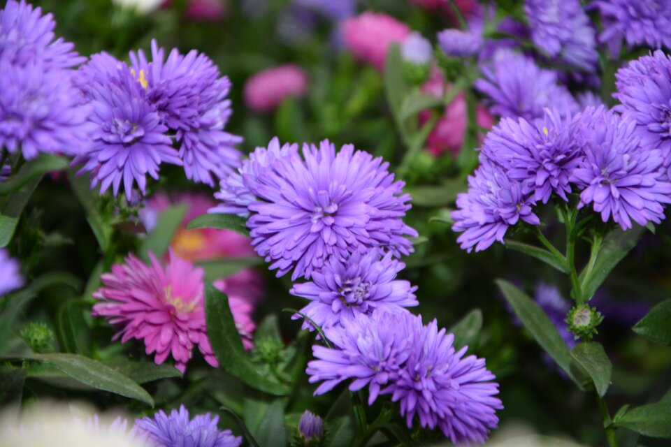 Garden nature purple flowers