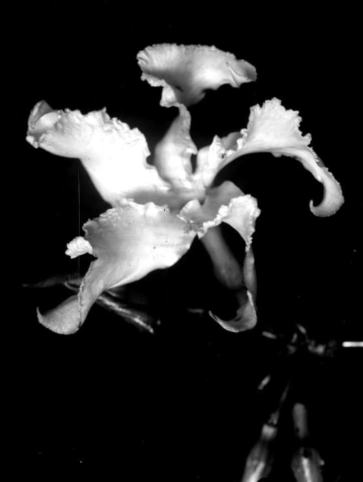 Blomma av Pachypodium. Majunga, Mahajanga. Madagaskar - SMVK - 022057
