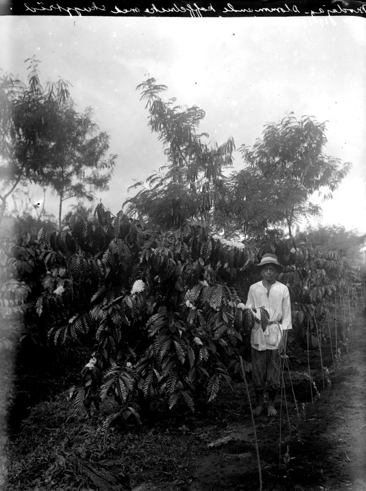 Blommande kaffebuskar med skuggträd. Modajag. Indonesien - SMVK - 022121