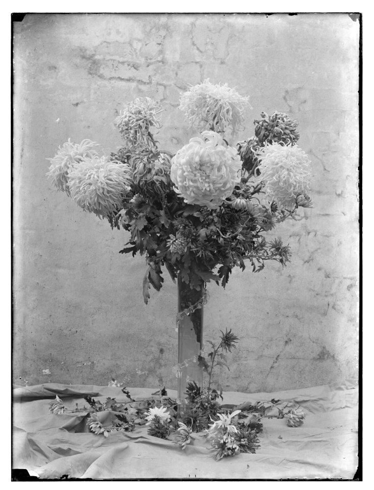 Bloemen en planten, foto 1 Jacob Olie (max res)