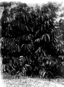 Blommande kaffebuskar. Modajag. Indonesien - SMVK - 022122