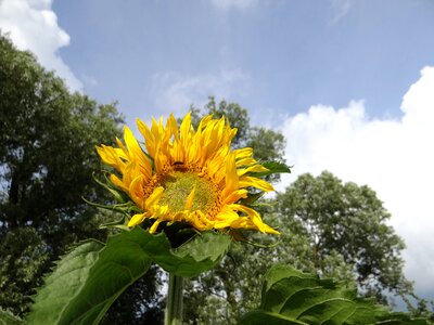 Flowers yellow blooming sunflower photo