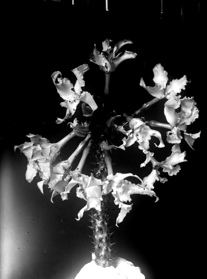 Blomställning av Pachypodium. Mahajanga, Majunga. Madagaskar - SMVK - 022066