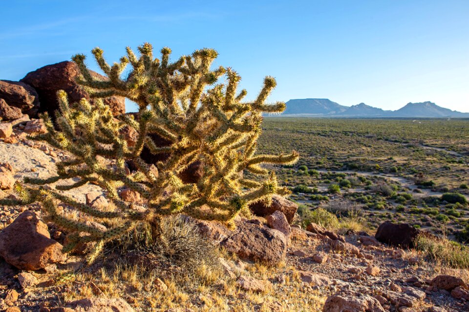 Landscape tree plant