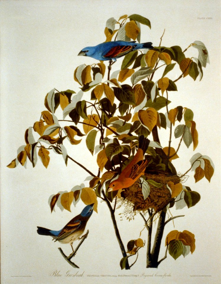 Blue Grosbeak LCCN2002718974