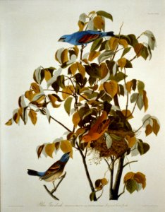 Blue Grosbeak LCCN2002718974
