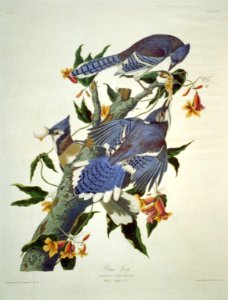 Blue Jay LCCN2002718997