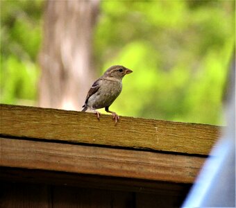Tiny cute wildlife