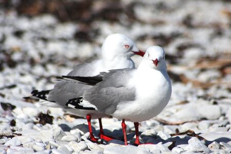 Winter gull new zealand photo