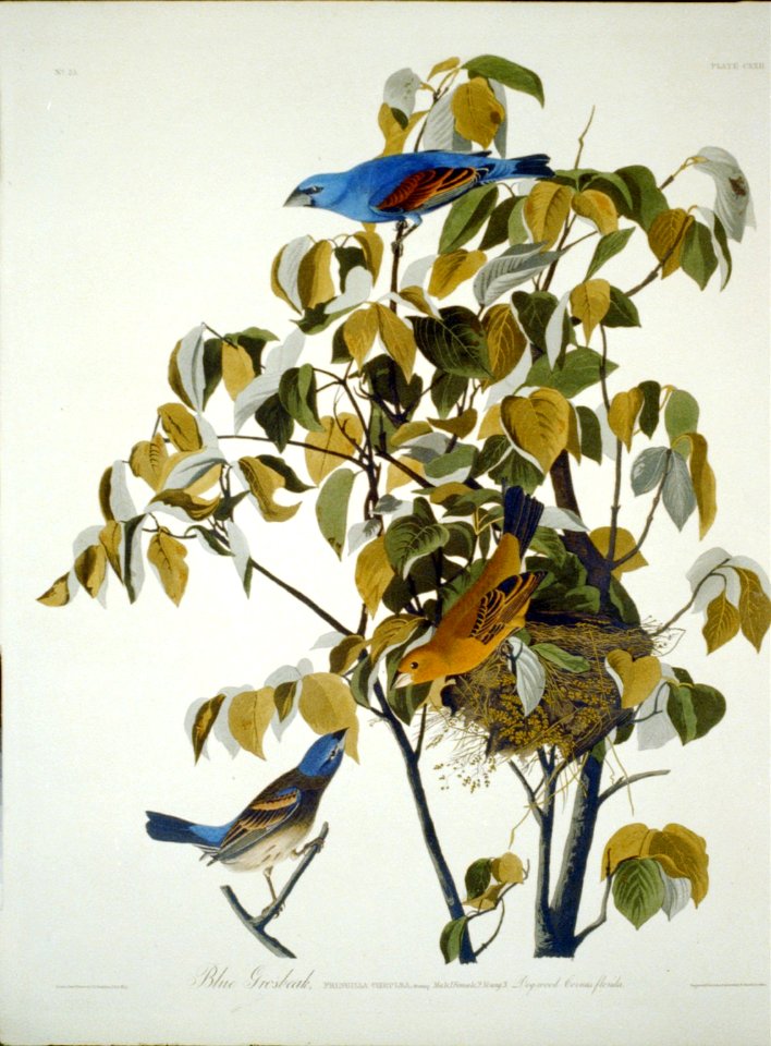 Blue grosbeak; (-122) LCCN2002718916