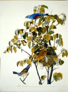 Blue grosbeak; (-122) LCCN2002718916