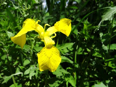 Plant flora yellow