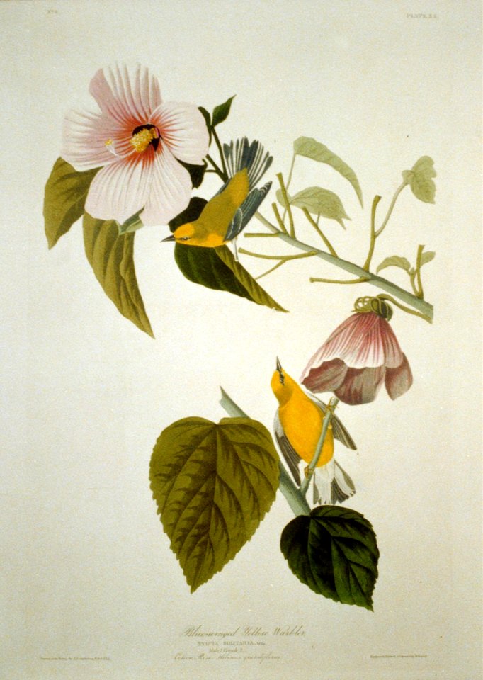 Blue-Winged Yellow Warbler LCCN2002718990
