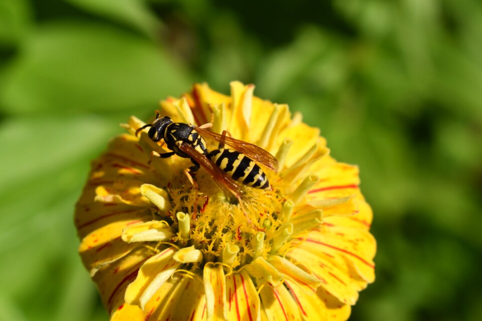 Yellow nature bee