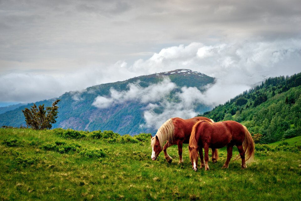 Hayfield landscape horses