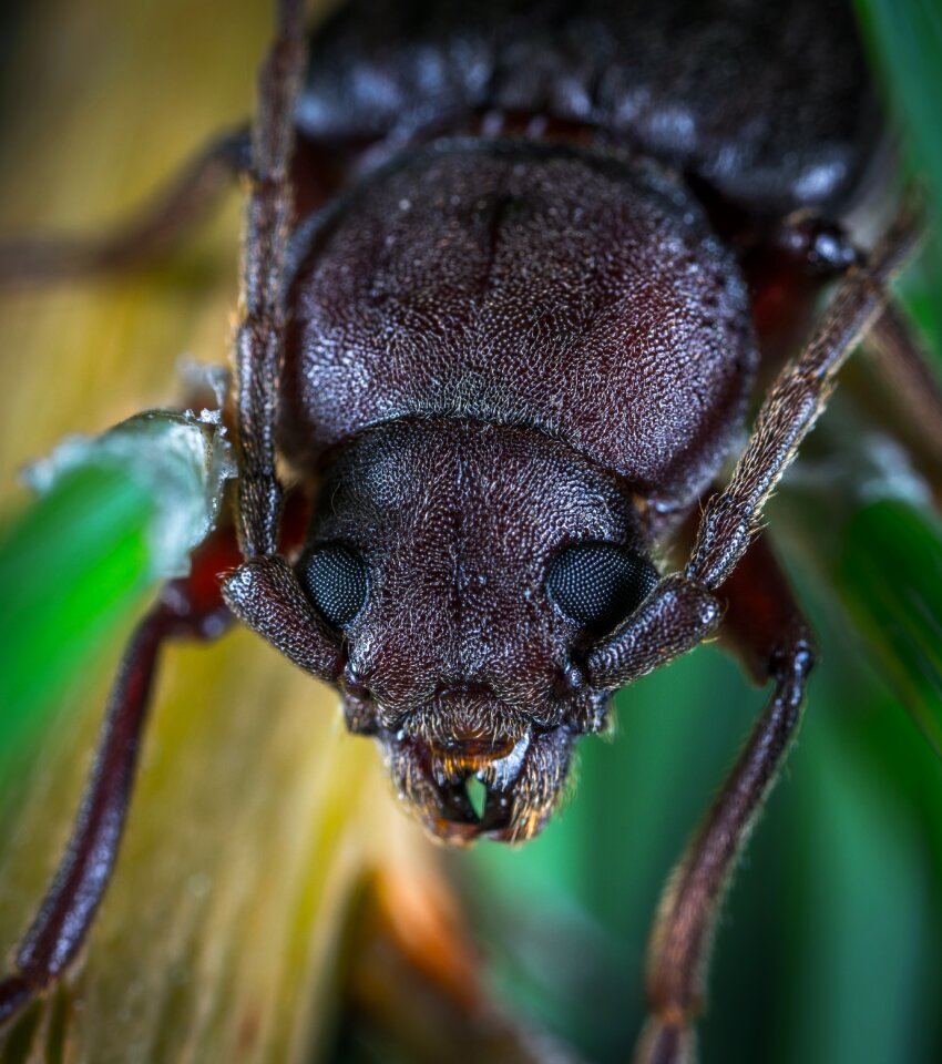 Living nature animals macro