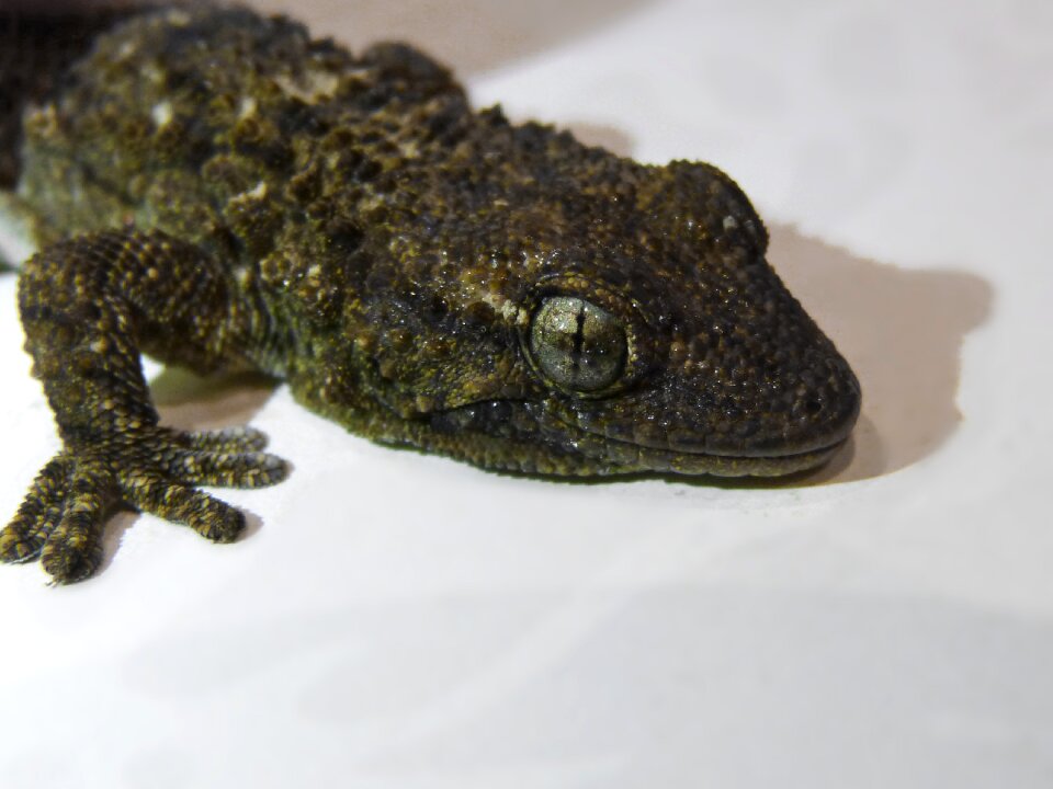 Scales reptilia nature