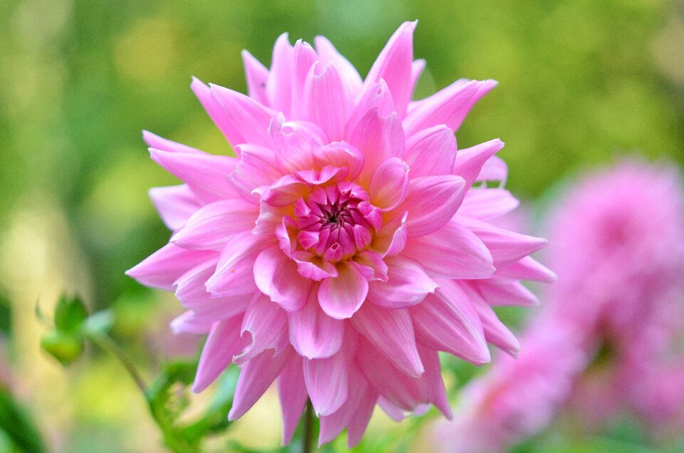 Floral summer natural