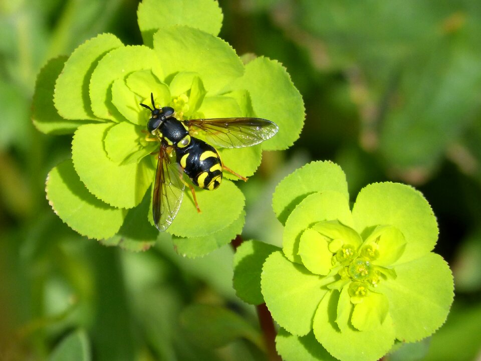 Flower plant leaf