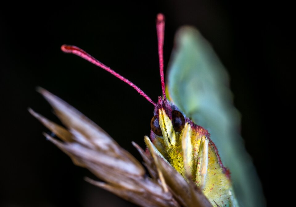 Krupnyj plan sheet butterfly