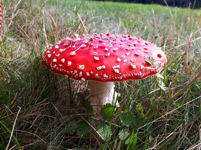 Fly agaric red forest mushrooms photo