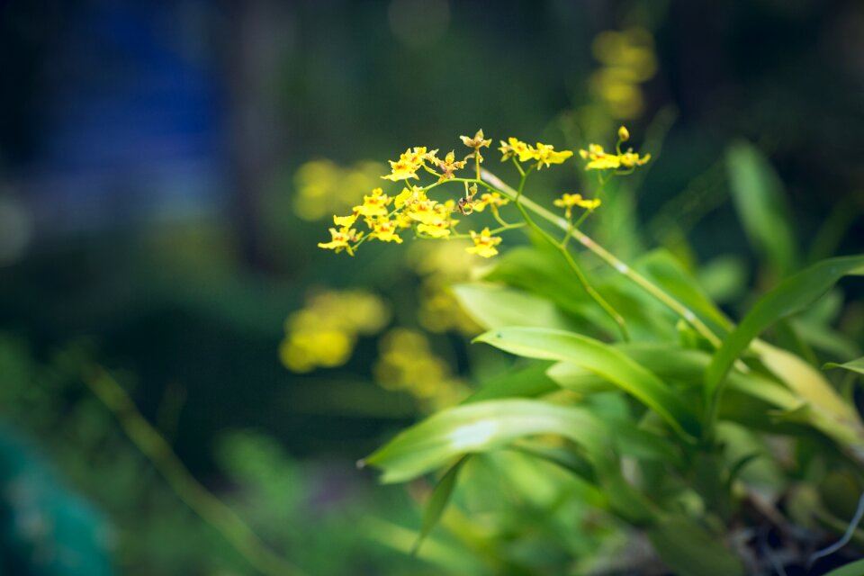 Nature flower garden natural