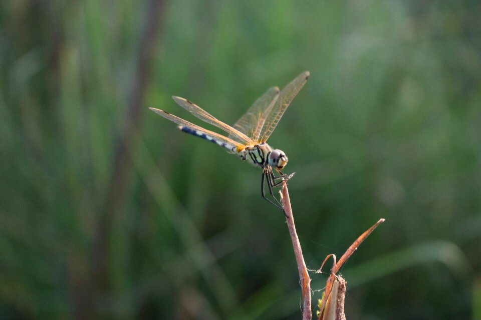 Green insect nature