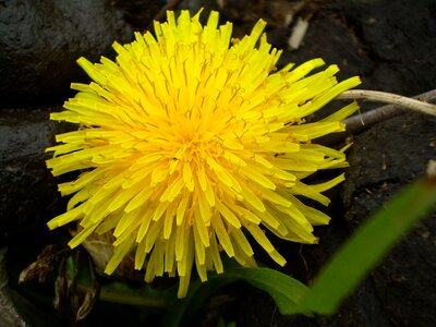 Dandelion yellow flower wild flora