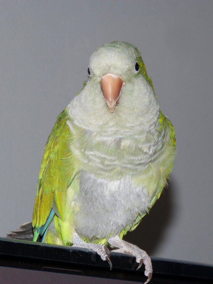 Psittaciformes animalia pen
