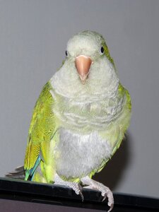Psittaciformes animalia pen