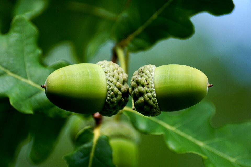 Nature oak fruit green