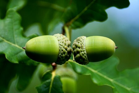 Nature oak fruit green photo