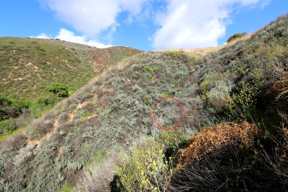 Bobcat den (17048469008)