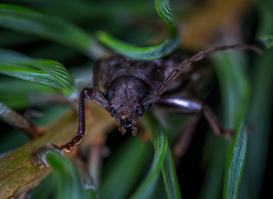 Living nature animals beetle