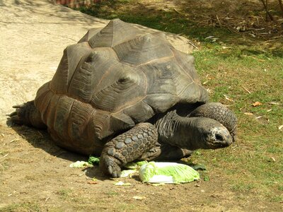 Giant tortoise zoo animal