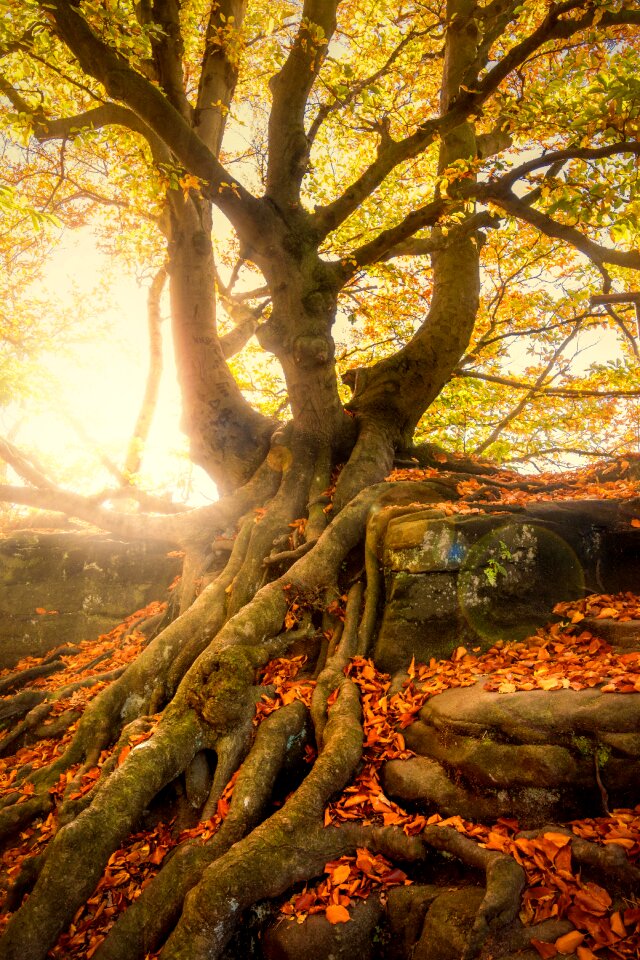 Nature moss autumn