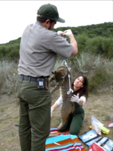Bobcat Research (12211479186)