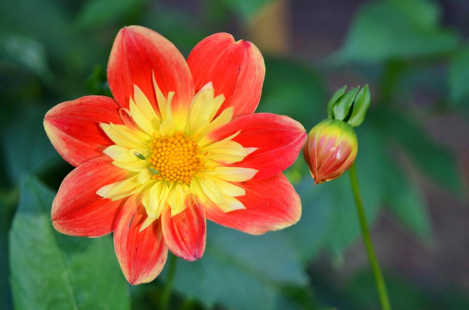 Floral summer natural
