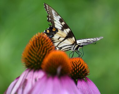 Nature cone flower butterfly photo