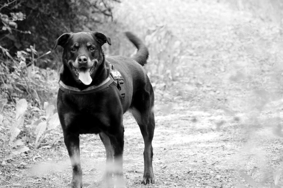 Dana lovely dog