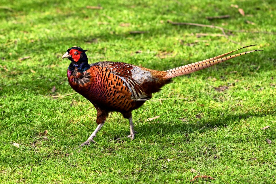 Cock rind necked pheasant cock