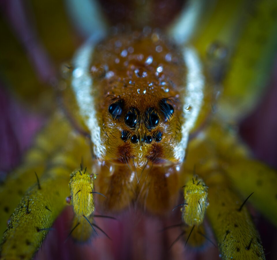 Living nature arachnids spider
