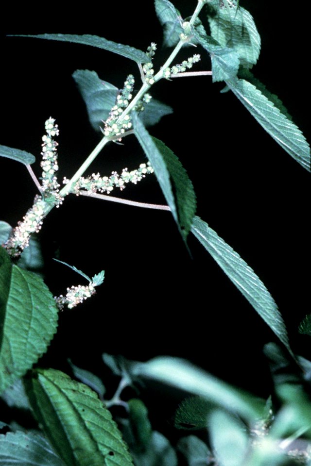 Boehmeria cylindrica NRCS-1