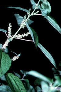 Boehmeria cylindrica NRCS-1