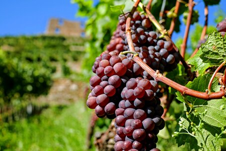 Red grapes food healthy photo