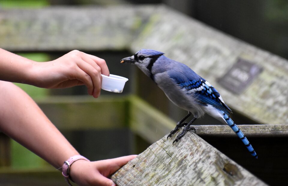 Blue jay bird nature