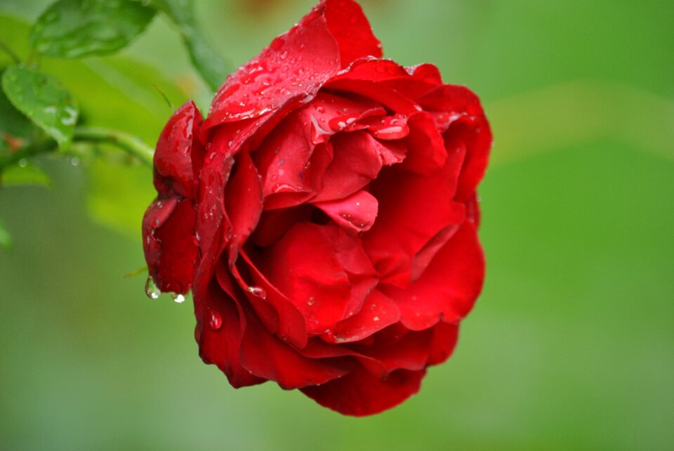 Blossom bloom rose blooms