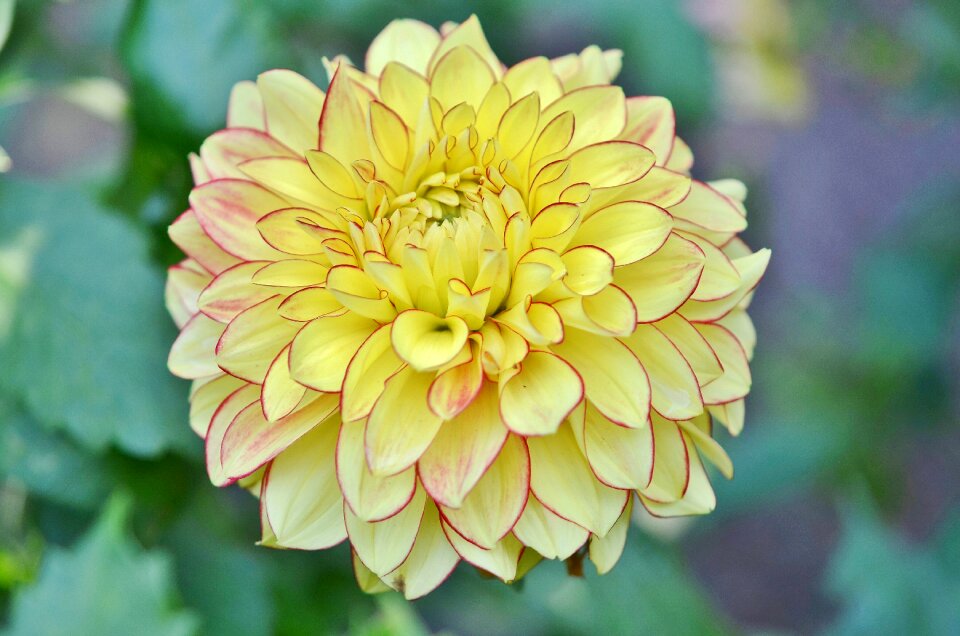 Floral summer natural